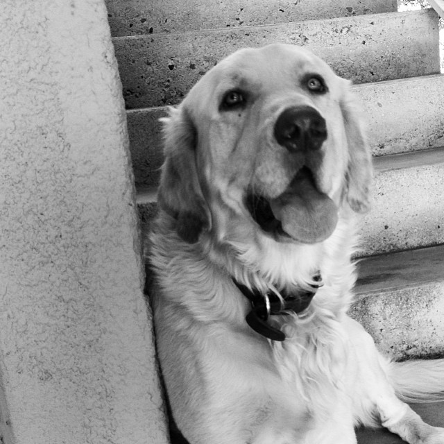 1532138_10151878361437898_152366579_n